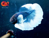Blue Dumbo Butterfly Over Halfmoon Big Fan Tail - Live Male Betta Fish